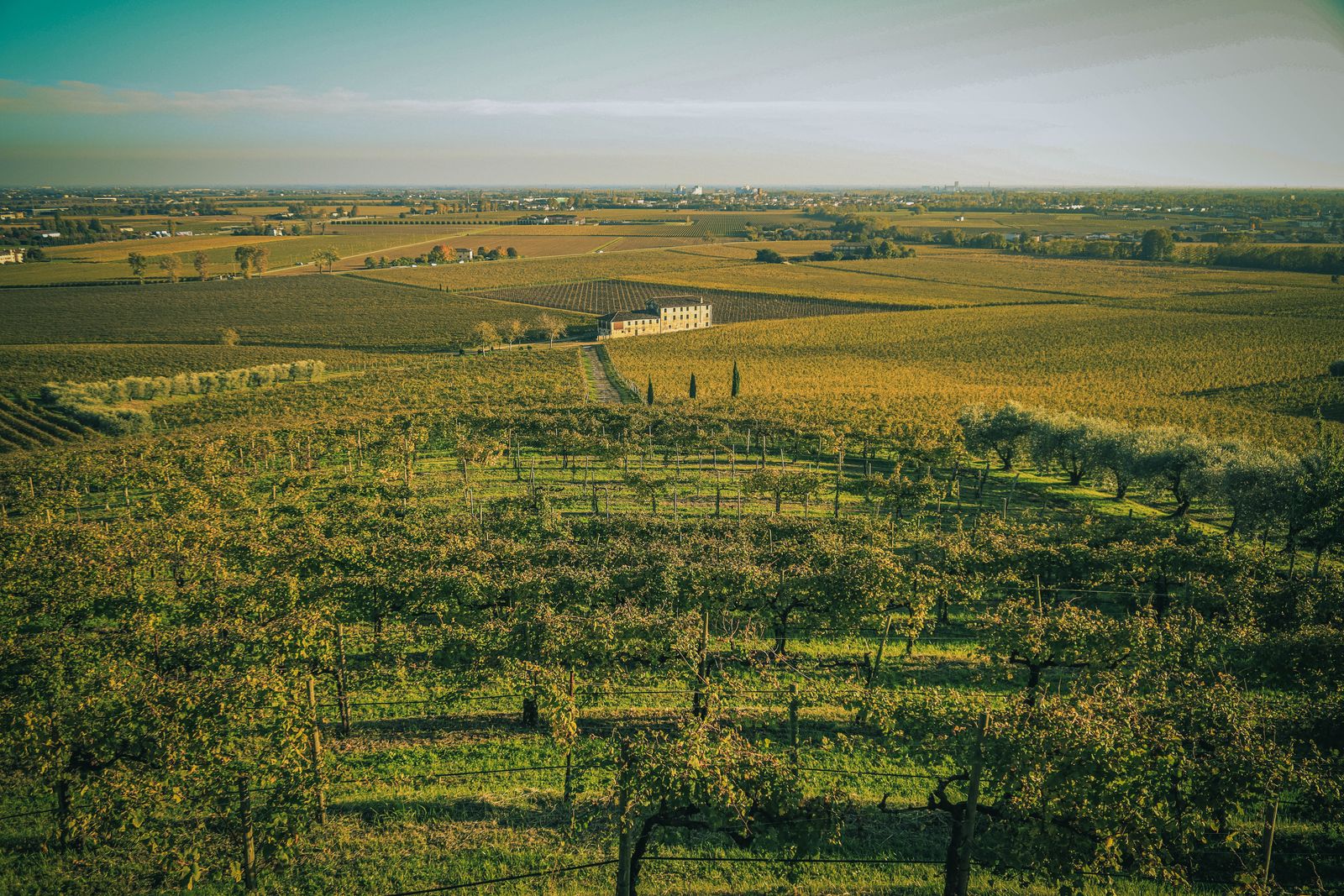 Vineyards stretching across a sunlit landscape