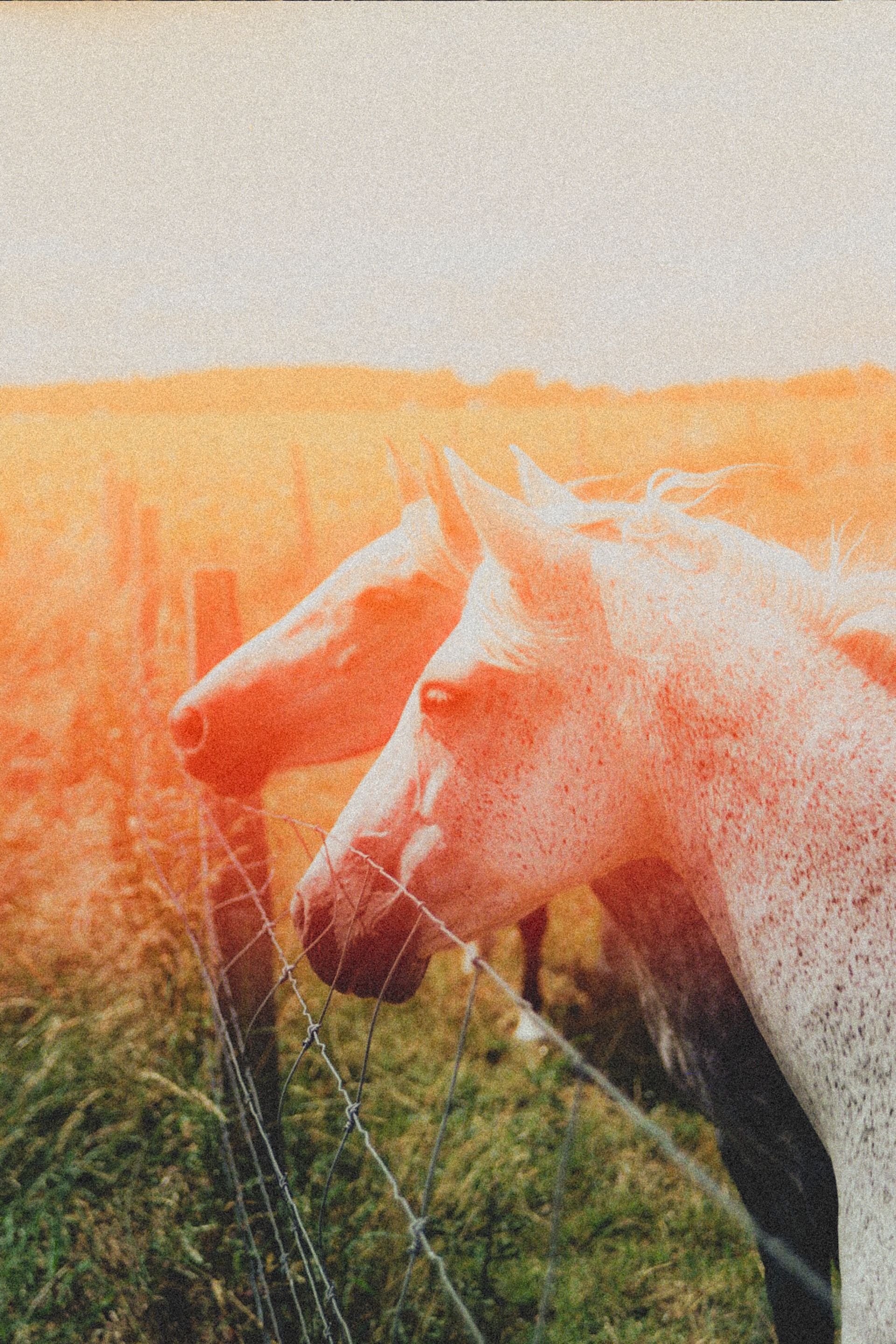 Horses in a sunlit pasture