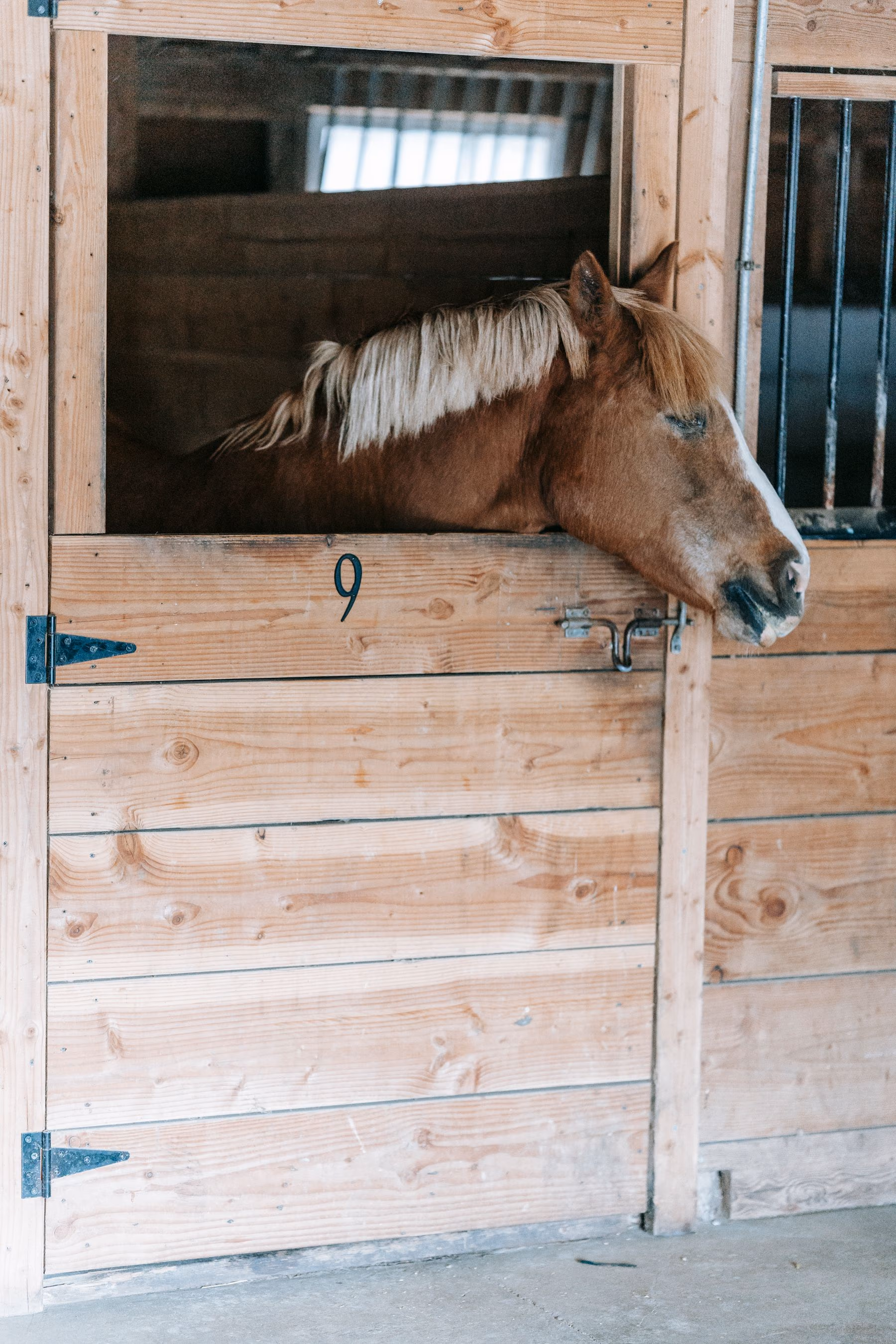 A horse resting in a carefully maintained timber stable