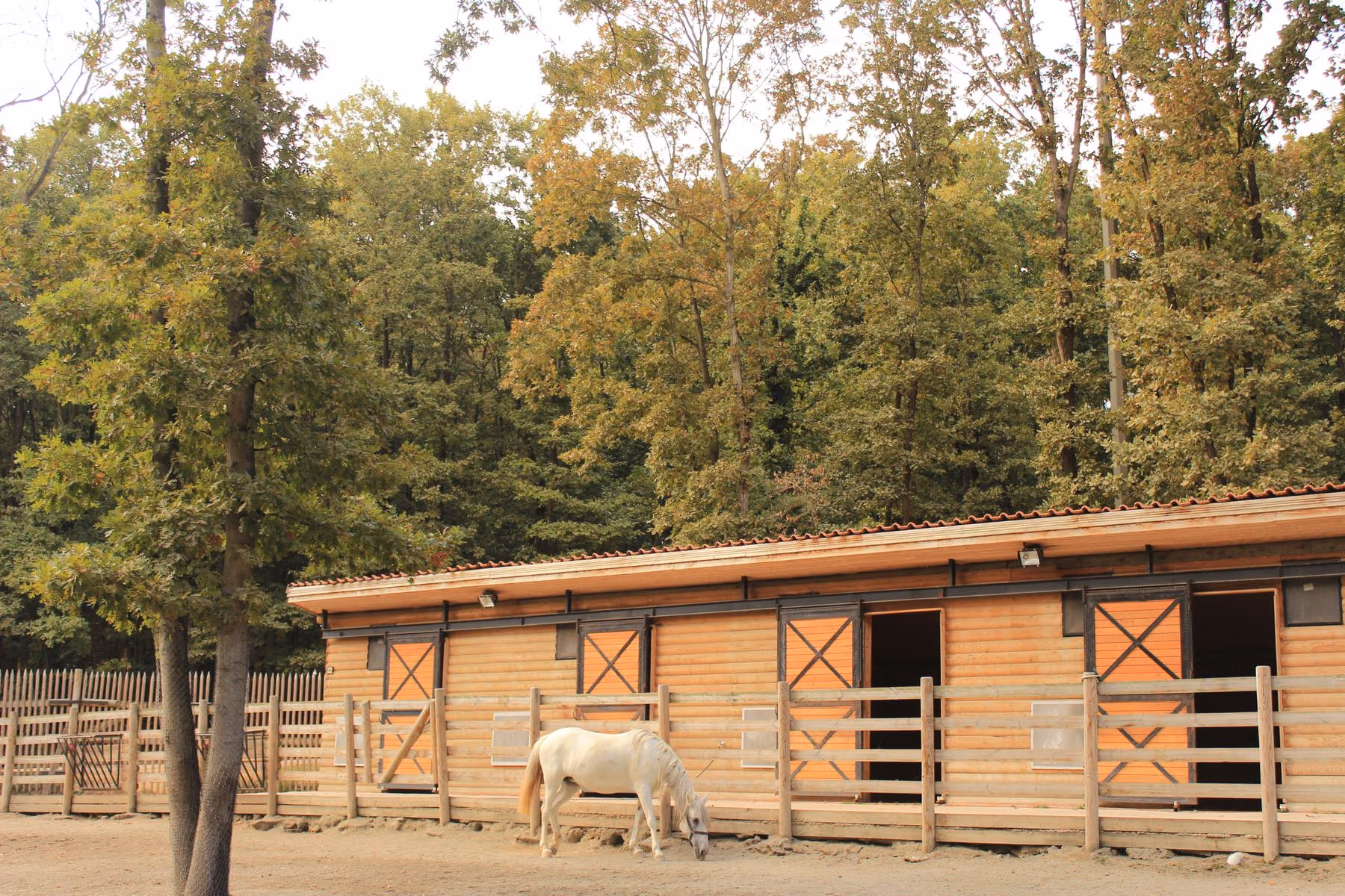 A quiet stable and paddock within a wooded rural setting