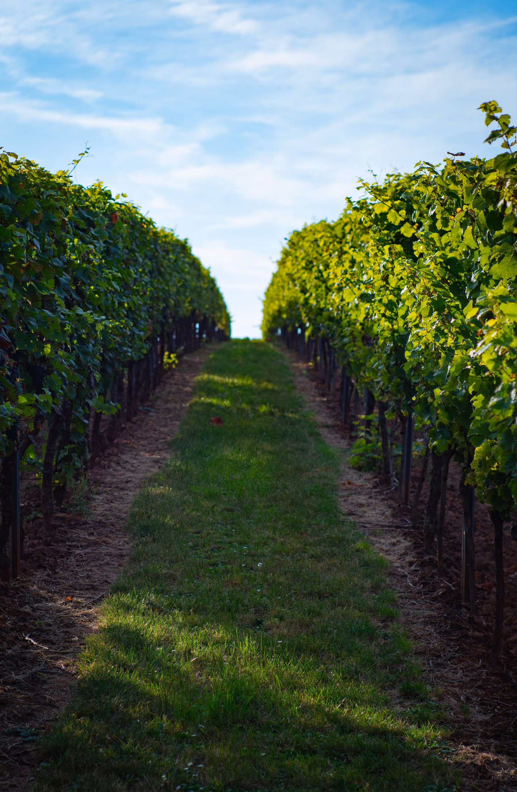 Established rows of vines following the landscape